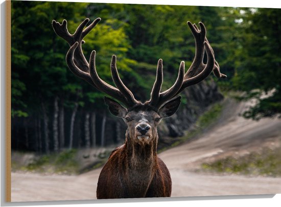 Hout - Aankijkend Hert met Enorm Gewei op Paden in het Bos - 100x75 cm - 9 mm dik - Foto op Hout (Met Ophangsysteem)