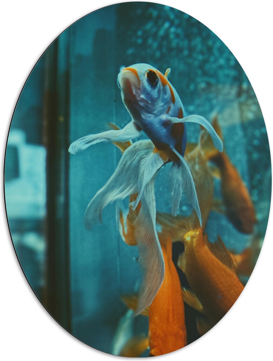 Dibond Ovaal - Blauw met Oranje Vis met Dansende Vinnen in het Aquarium - 72x96 cm Foto op Ovaal (Met Ophangsysteem)