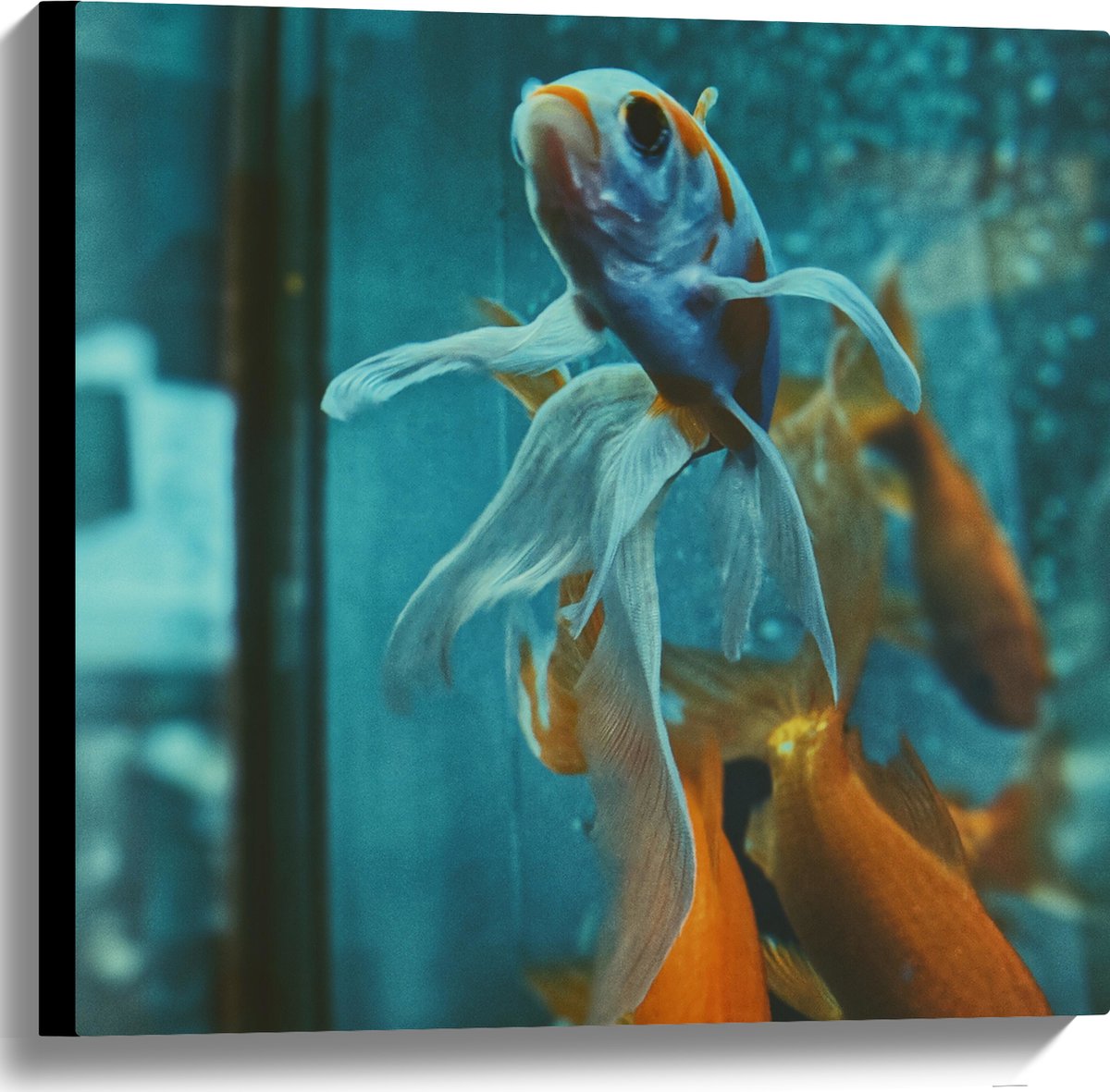 Canvas - Blauw met Oranje Vis met Dansende Vinnen in het Aquarium - 60x60 cm Foto op Canvas Schilderij (Wanddecoratie op Canvas)