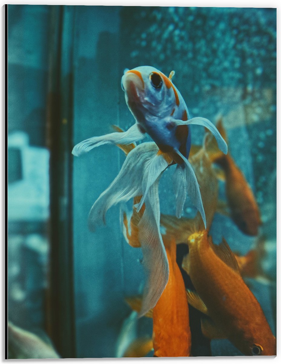 Dibond - Blauw met Oranje Vis met Dansende Vinnen in het Aquarium - 30x40 cm Foto op Aluminium (Met Ophangsysteem)