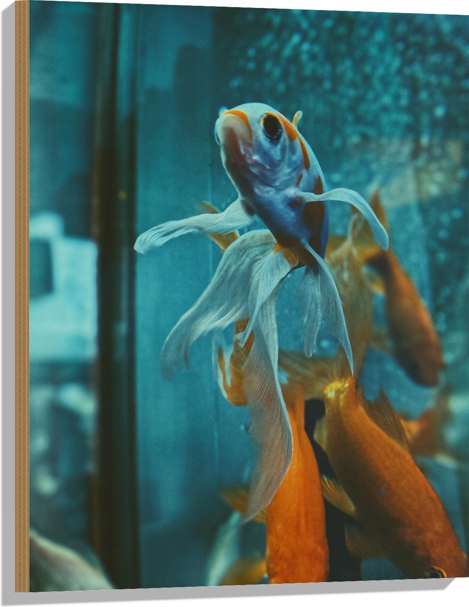 Hout - Blauw met Oranje Vis met Dansende Vinnen in het Aquarium - 60x80 cm - 9 mm dik - Foto op Hout (Met Ophangsysteem)