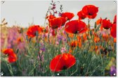 Tuinschilderij - Bloemen - Klaproos - Rood - Tuin - 120x80 cm - Schuttingdoek - Tuinposter - Tuindecoratie - Tuindoek - Buitenposter