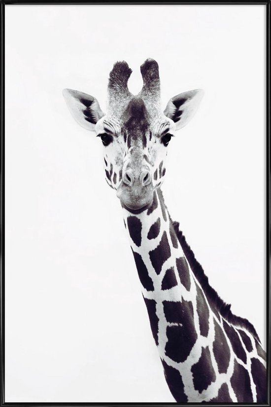 JUNIQE - Poster in kunststof lijst Giraffe -60x90 /Grijs & Wit