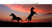 Spaarpot - Horses Sunset