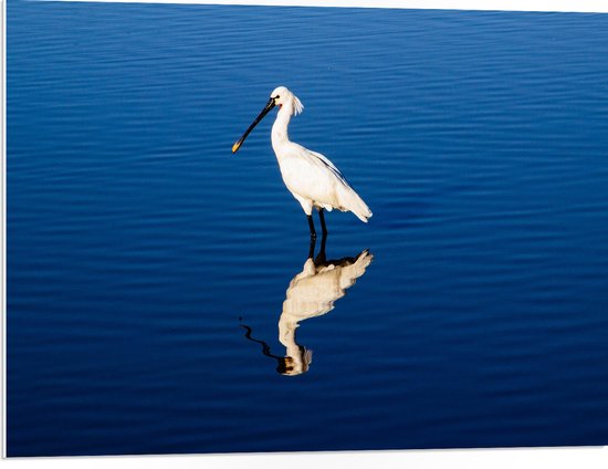 PVC Schuimplaat- Witte Lepelaar in het Water met Weerspiegeling - 80x60 cm Foto op PVC Schuimplaat