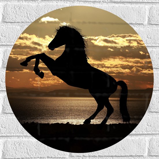 Muursticker Cirkel - Silhouet van Stijgend Paard aan de Kust tijdens Zonsondergang - 50x50 cm Foto op Muursticker