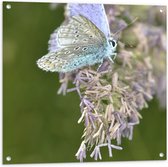 Tuinposter – Vlinder met Blauwkleurige Vleugels op Paarse Bloemen - 80x80 cm Foto op Tuinposter (wanddecoratie voor buiten en binnen)