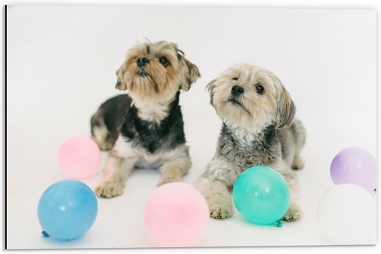 Dibond - Twee Kleine Honden Spelend met Ballonnen - 60x40 cm Foto op Aluminium (Met Ophangsysteem)