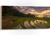 Hout - Rijstvelden Vol Regenwater in Indonesië - 100x50 cm - 9 mm dik - Foto op Hout (Met Ophangsysteem)