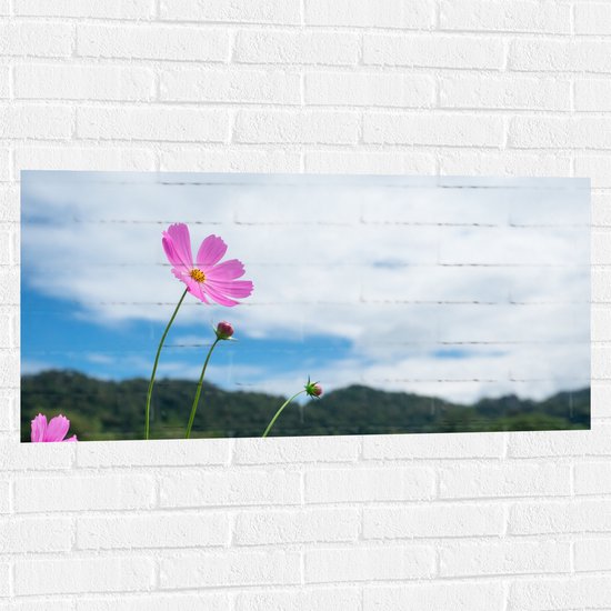 Muursticker - Roze Cosmea Bloemen in het Veld bij Heuvels onder Wolkenveld - 100x50 cm Foto op Muursticker