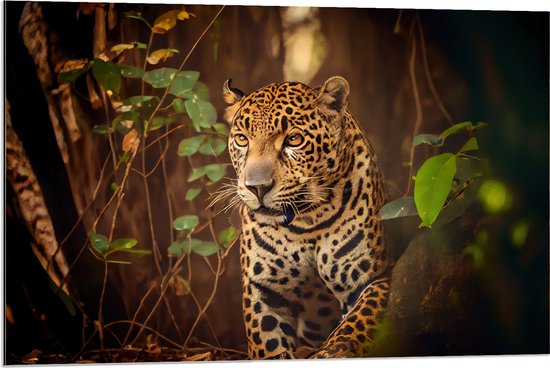 Dibond - Sluipende Jaguar met Helder Oranje Ogen door het Bos - 90x60 cm Foto op Aluminium (Wanddecoratie van metaal)