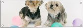 Tuinposter – Twee Kleine Honden Spelend met Ballonnen - 90x30 cm Foto op Tuinposter (wanddecoratie voor buiten en binnen)