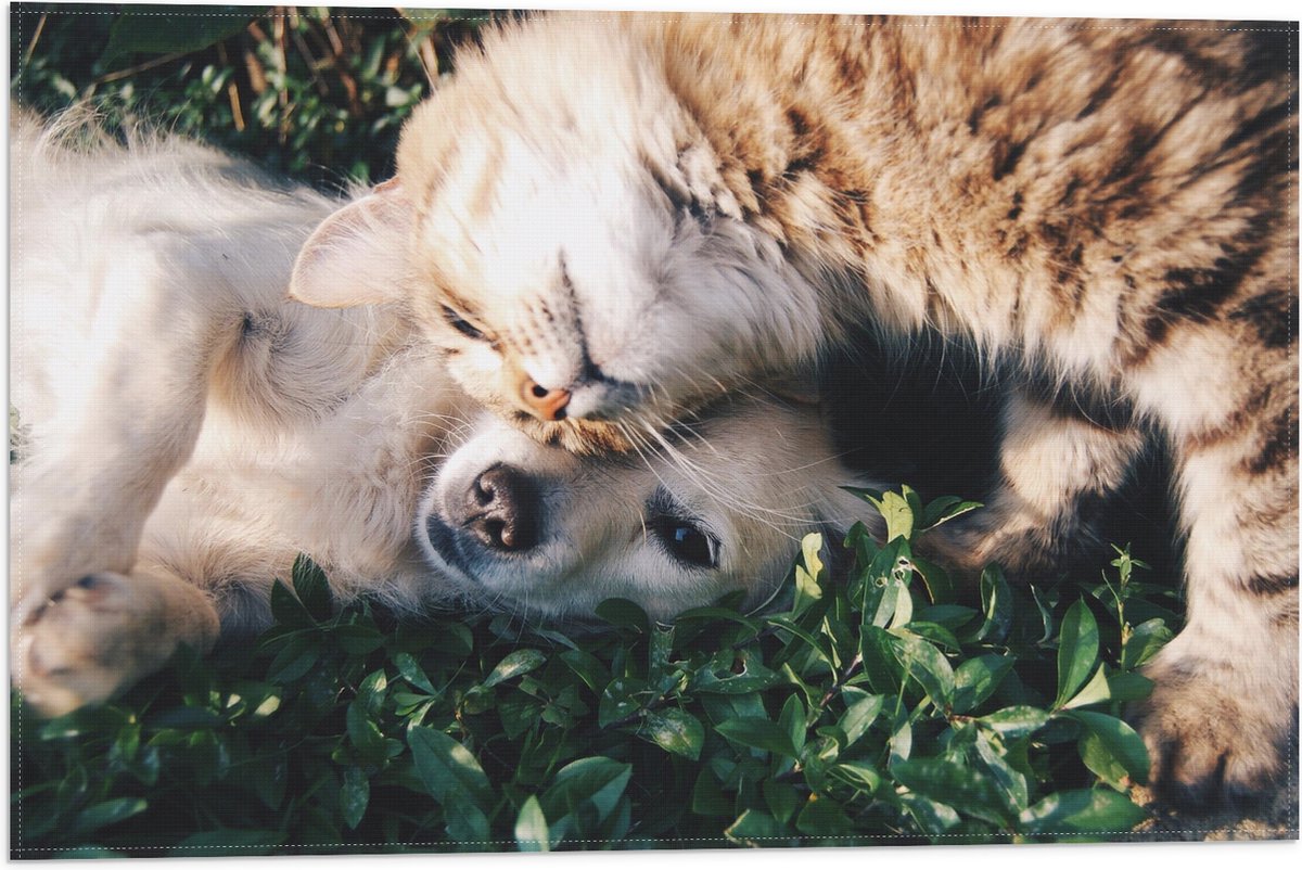 Vlag - Bruine Kat Knuffelend met Labrador Puppy in het Grasveld - 60x40 cm Foto op Polyester Vlag