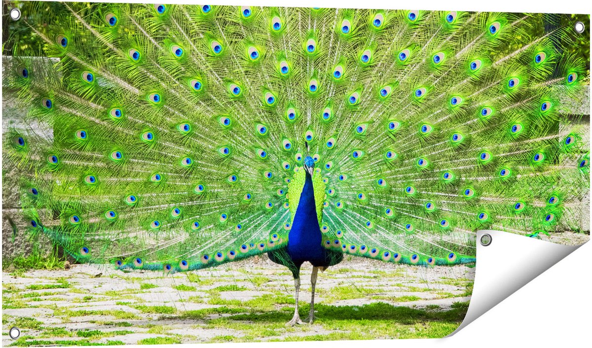 Gards Tuinposter Pauw met Grote Kleurrijke Veren - 100x50 cm - Tuindoek - Tuindecoratie - Wanddecoratie buiten - Tuinschilderij Multikleur
