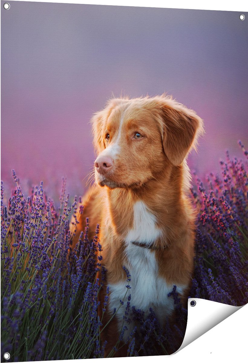 Gards Tuinposter Retriever Hond tussen de Lavendel Bloemen - 80x100 cm - Tuindoek - Tuindecoratie - Wanddecoratie buiten - Tuinschilderij Multikleur