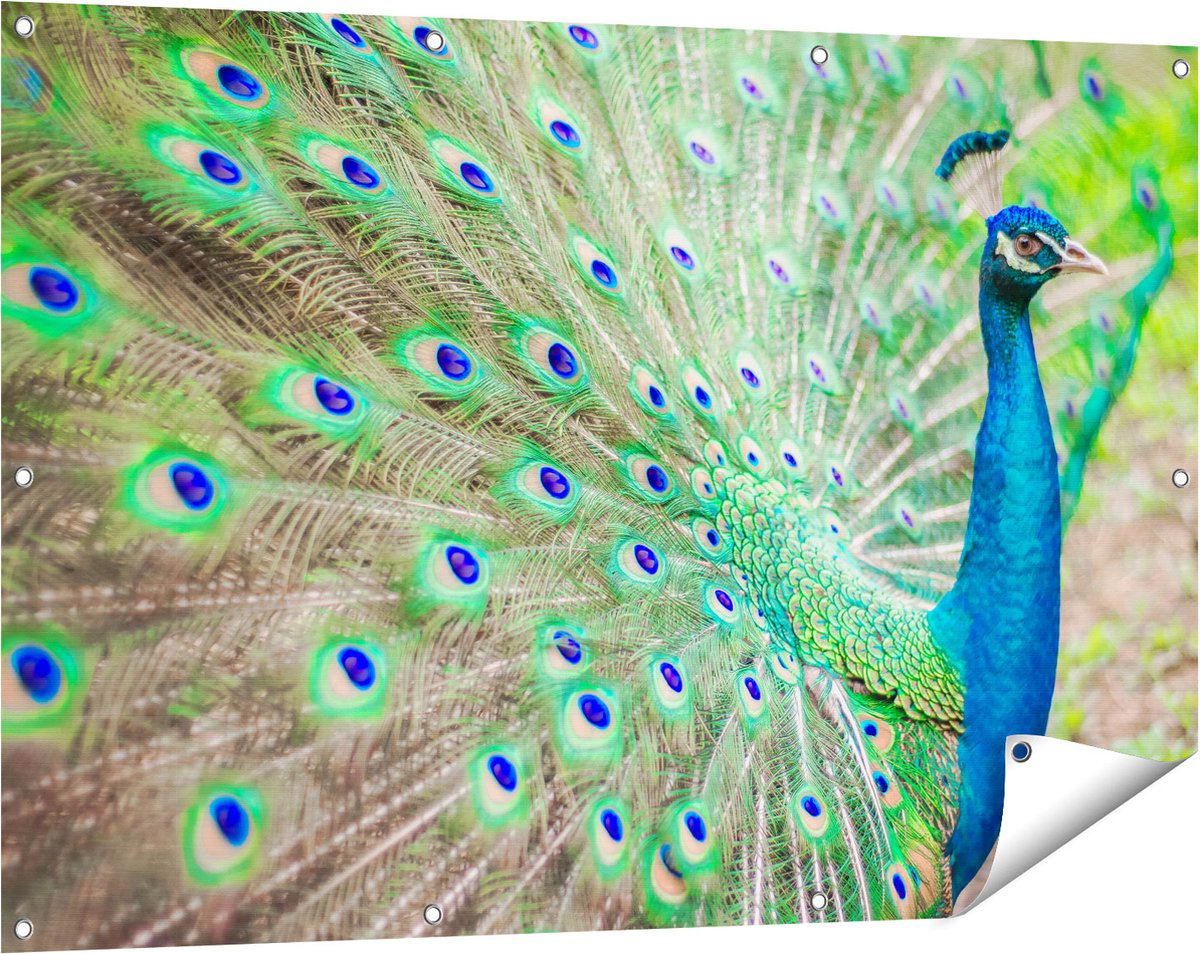 Gards Tuinposter Pauw met Kleurrijke Veren - 120x80 cm - Tuindoek - Tuindecoratie - Wanddecoratie buiten - Tuinschilderij Multikleur