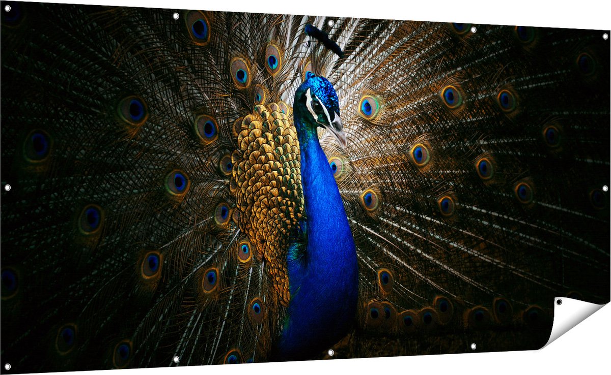 Gards Tuinposter Blauwe Pauw met Grote Veren - 200x100 cm - Tuindoek - Tuindecoratie - Wanddecoratie buiten - Tuinschilderij Multikleur