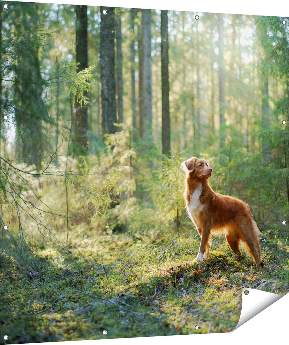 Gards Tuinposter Retriever Hond in het Bos met Zon - 120x120 cm - Tuindoek - Tuindecoratie - Wanddecoratie buiten - Tuinschilderij Multikleur