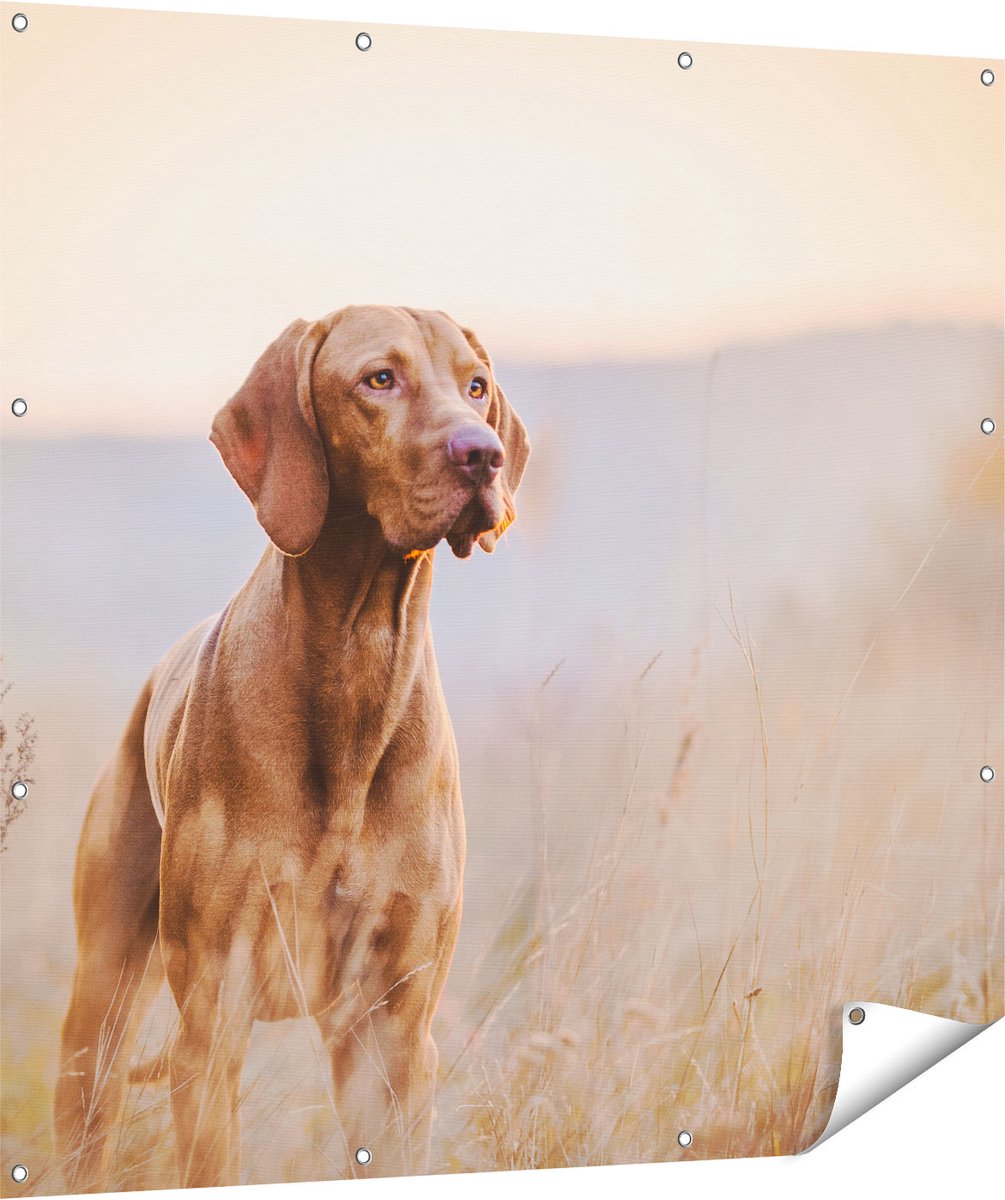 Gards Tuinposter Hongaarse Vizsla Hond in het Gras - 120x120 cm - Tuindoek - Tuindecoratie - Wanddecoratie buiten - Tuinschilderij Multikleur