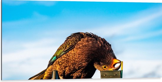 Dibond - Kea Vogel met Kop Ondersteboven - 100x50 cm Foto op Aluminium (Wanddecoratie van metaal)