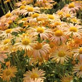 6x Margriet - Chrysanthemum (R) ‘Mary Stoker’ - Pot 9x9cm