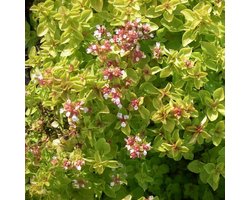 6x Marjolein - Origanum vulgare ‘Thumble’s Variety’ - Pot 9x9cm
