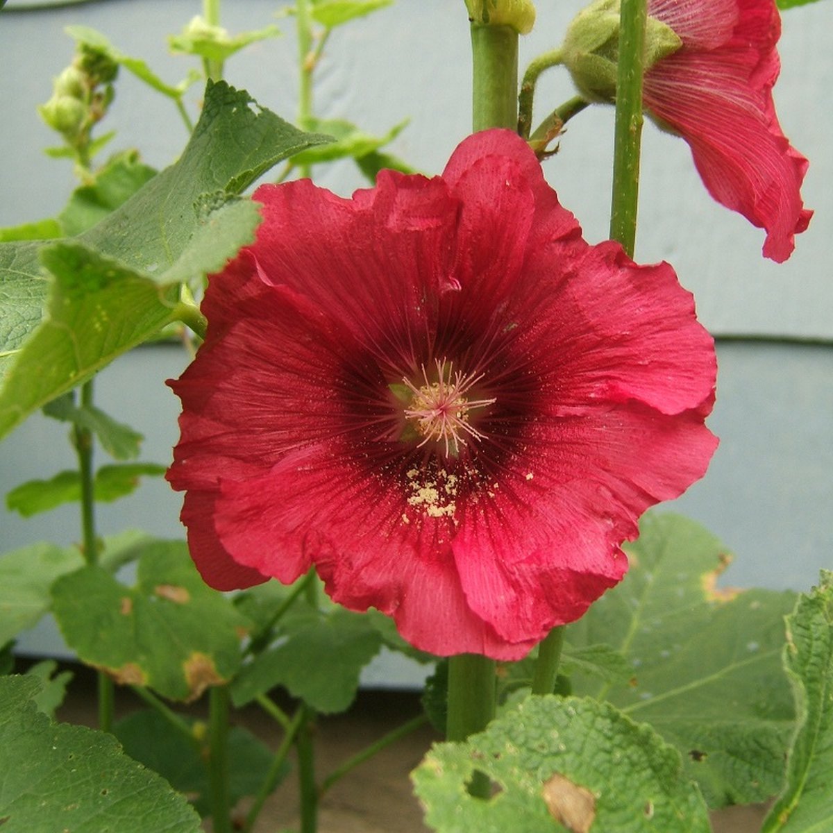15 Graines De Rose Trémière 'Summer Carnival' - Alcea Rosea, Fleurs Multicolores, Hauteur 1.80m | Jardin Cottage
