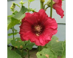 6x Stokroos - Alcea rosea ‘Rubra’ - Pot 9x9cm
