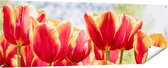 Gards Tuinposter Oranje Rode Tulpen - 180x60 cm - Tuindoek - Tuindecoratie - Wanddecoratie buiten - Tuinschilderij