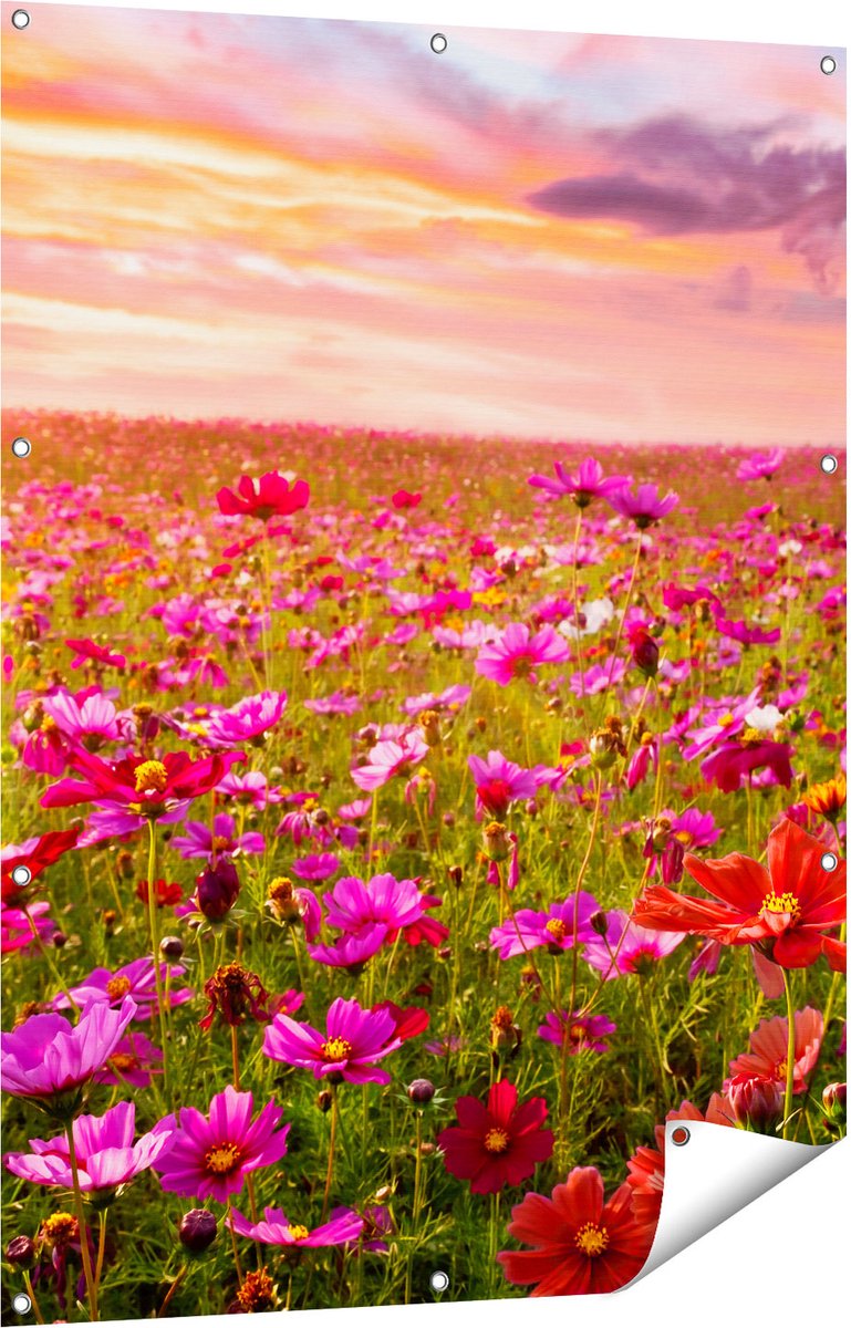 Gards Tuinposter Kleurrijke Kosmos Bloemenveld - 90x120 cm - Tuindoek - Tuindecoratie - Wanddecoratie buiten - Tuinschilderij Multikleur