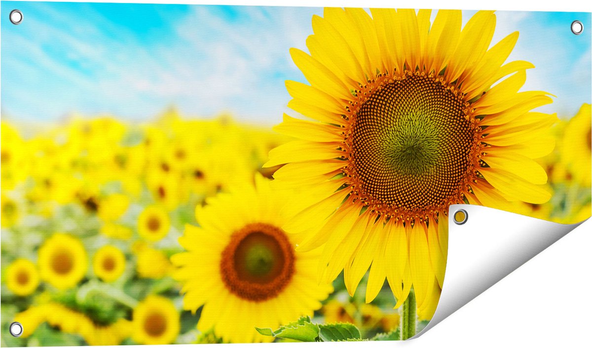 Gards Tuinposter Zonnebloemen Veld - 80x40 cm - Tuindoek - Tuindecoratie - Wanddecoratie buiten - Tuinschilderij Multikleur