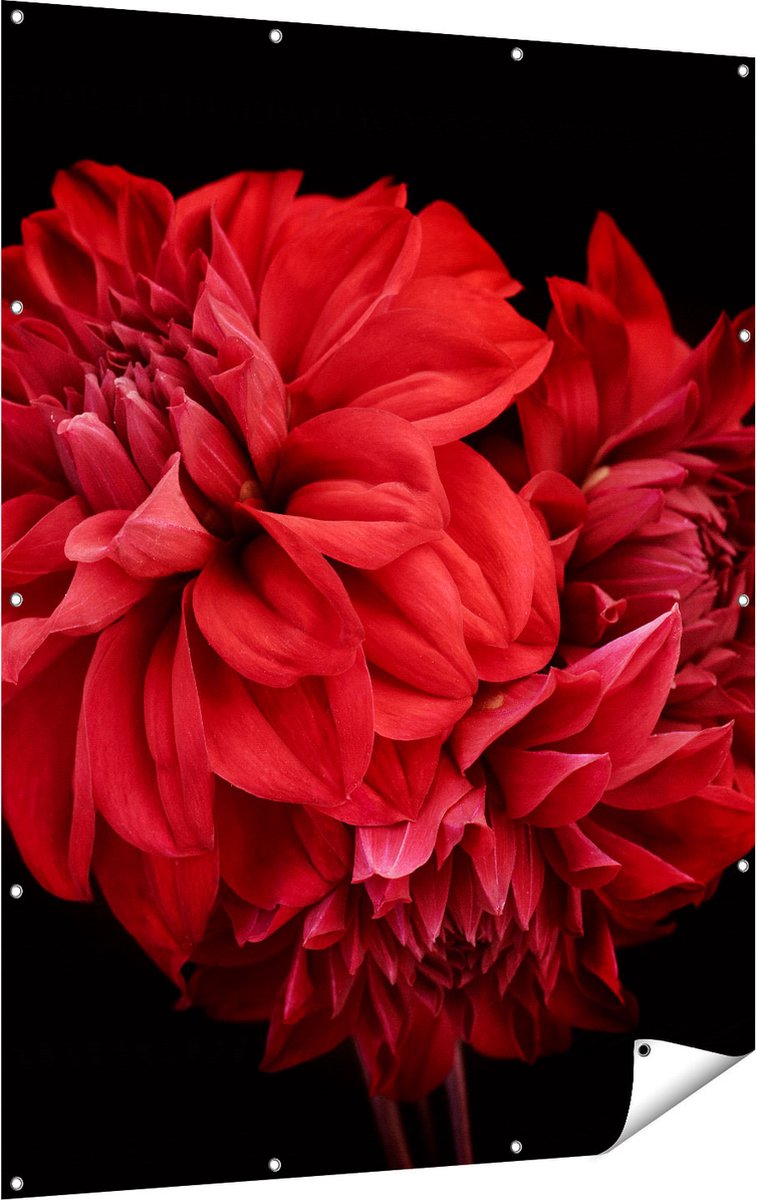 Gards Tuinposter Rode Dahlia Bloemen - 120x160 cm - Tuindoek - Tuindecoratie - Wanddecoratie buiten - Tuinschilderij Multikleur