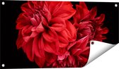 Gards Tuinposter Rode Dahlia Bloemen - 80x40 cm - Tuindoek - Tuindecoratie - Wanddecoratie buiten - Tuinschilderij