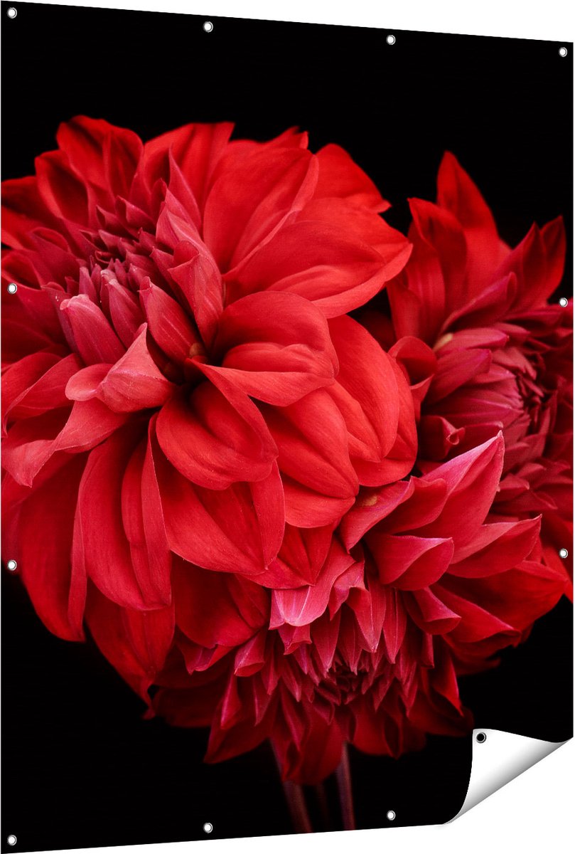 Gards Tuinposter Rode Dahlia Bloemen - 120x150 cm - Tuindoek - Tuindecoratie - Wanddecoratie buiten - Tuinschilderij Multikleur