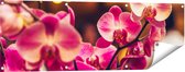 Gards Tuinposter Roze Orchidee Bloemen - 120x40 cm - Tuindoek - Tuindecoratie - Wanddecoratie buiten - Tuinschilderij