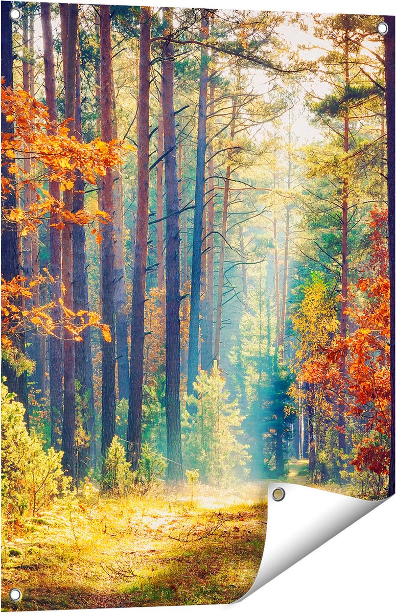 Gards Tuinposter Herfstbos met Zonneschijn - Kleur - 60x80 cm - Tuindoek - Tuindecoratie - Wanddecoratie buiten - Tuinschilderij Multikleur