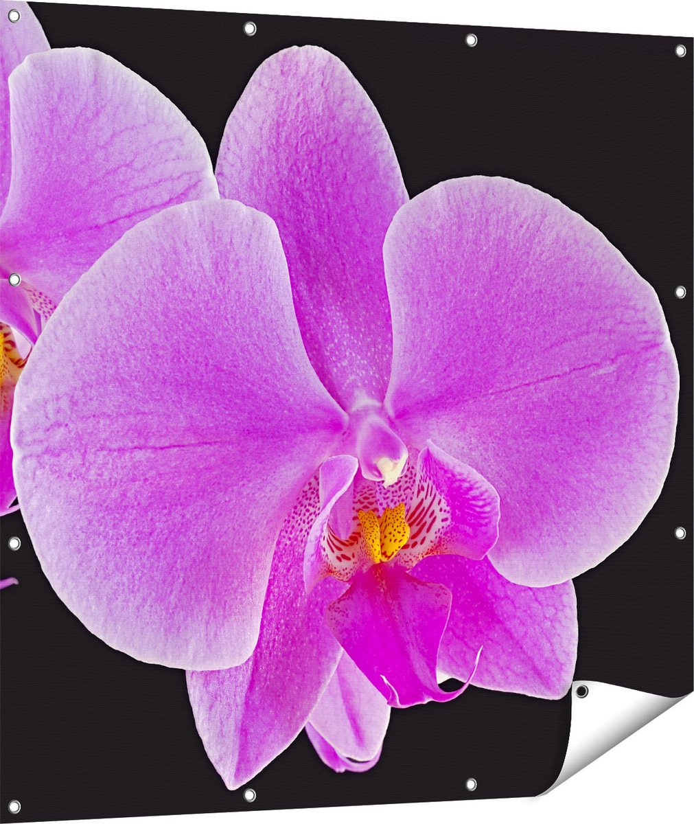 Gards Tuinposter Licht Paarse Orchidee - Bloem - 110x110 cm - Tuindoek - Tuindecoratie - Wanddecoratie buiten - Tuinschilderij Multikleur