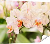 Gards Tuinposter Gestreepte Witte Orchidee Bloemen - 120x90 cm - Tuindoek - Tuindecoratie - Wanddecoratie buiten - Tuinschilderij