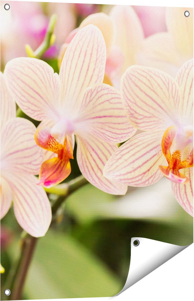 Gards Tuinposter Gestreepte Witte Orchidee Bloemen - 60x80 cm - Tuindoek - Tuindecoratie - Wanddecoratie buiten - Tuinschilderij Multikleur