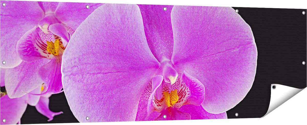 Gards Tuinposter Licht Paarse Orchidee - Bloem - 180x60 cm - Tuindoek - Tuindecoratie - Wanddecoratie buiten - Tuinschilderij Multikleur