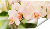 Gards Tuinposter Gestreepte Witte Orchidee Bloemen - 80x40 cm - Tuindoek - Tuindecoratie - Wanddecoratie buiten - Tuinschilderij