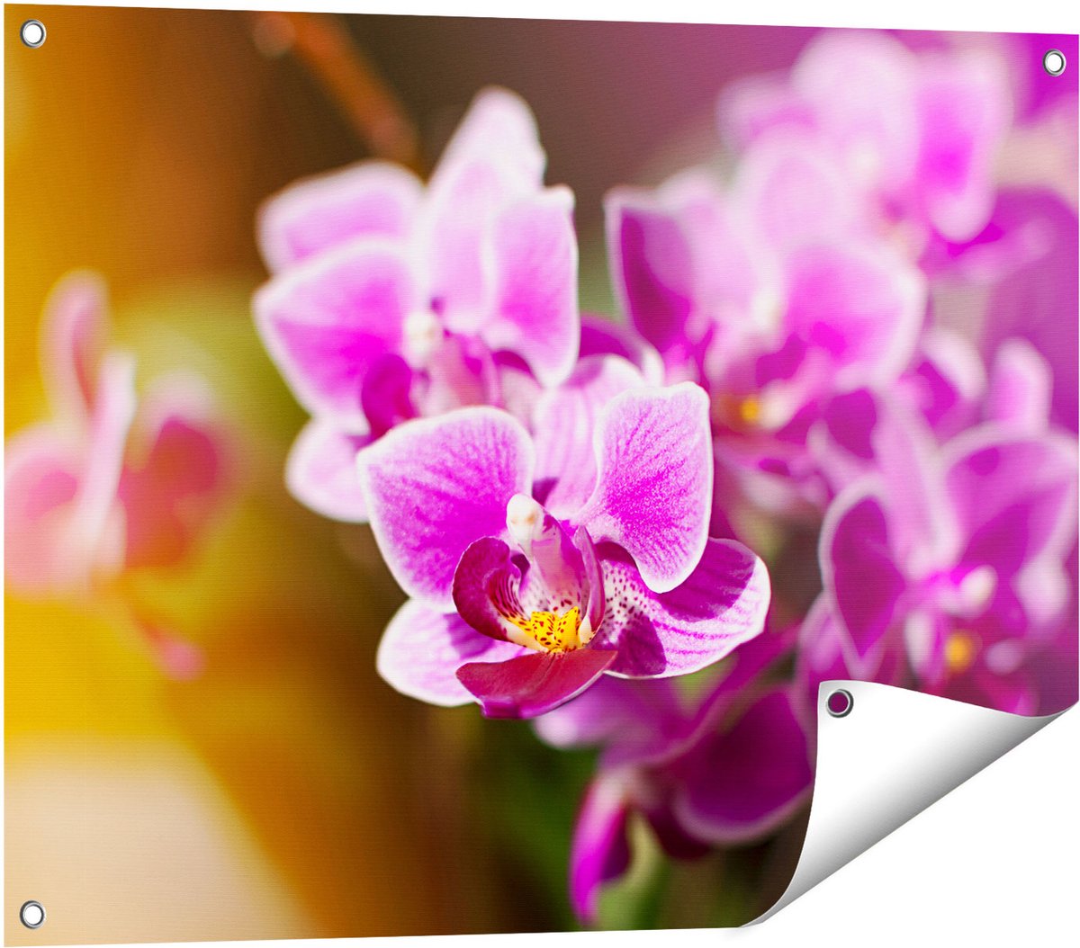 Gards Tuinposter Paarse Orchidee Bloemen - 80x60 cm - Tuindoek - Tuindecoratie - Wanddecoratie buiten - Tuinschilderij Multikleur