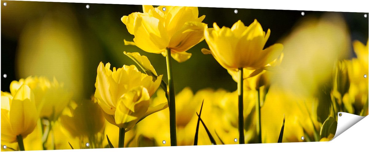 Gards Tuinposter Gele Tulpen - Bloemen - 210x70 cm - Tuindoek - Tuindecoratie - Wanddecoratie buiten - Tuinschilderij Multikleur