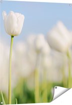 Affiche de jardin Gards Tulipes Witte - Fleurs - 80x100 cm - Toile de jardin - Décoration de jardin - Décoration murale extérieure - Tableau de jardin