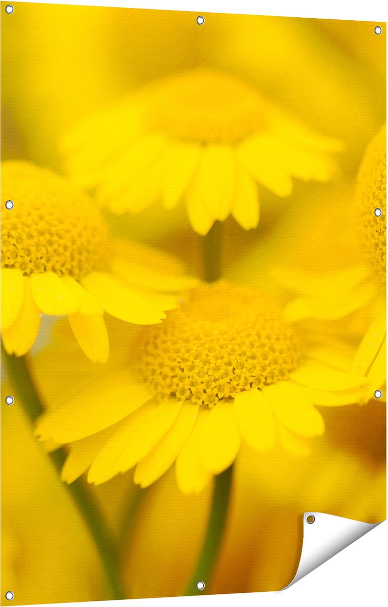 Gards Tuinposter Gele Kamille Bloemen - 90x120 cm - Tuindoek - Tuindecoratie - Wanddecoratie buiten - Tuinschilderij Multikleur