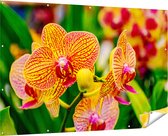 Gards Tuinposter Geel Rode Orchidee Bloemen - 180x120 cm - Tuindoek - Tuindecoratie - Wanddecoratie buiten - Tuinschilderij