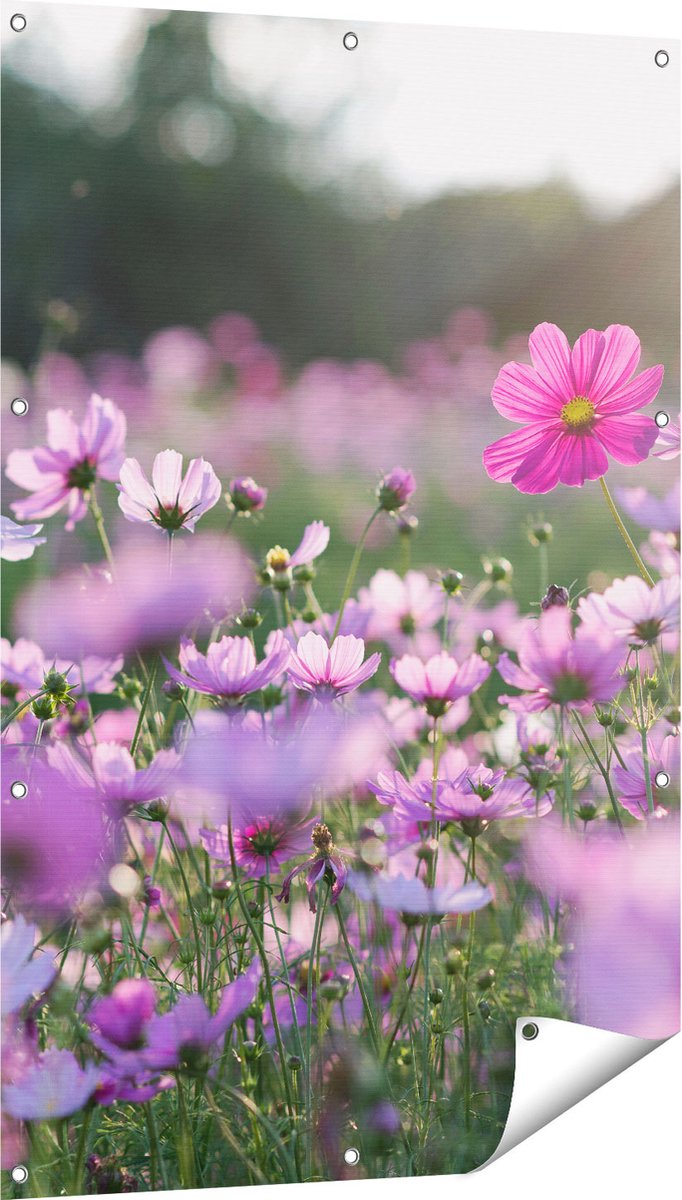 Gards Tuinposter Bloemenveld met Paarse Kosmos - 80x120 cm - Tuindoek - Tuindecoratie - Wanddecoratie buiten - Tuinschilderij Multikleur