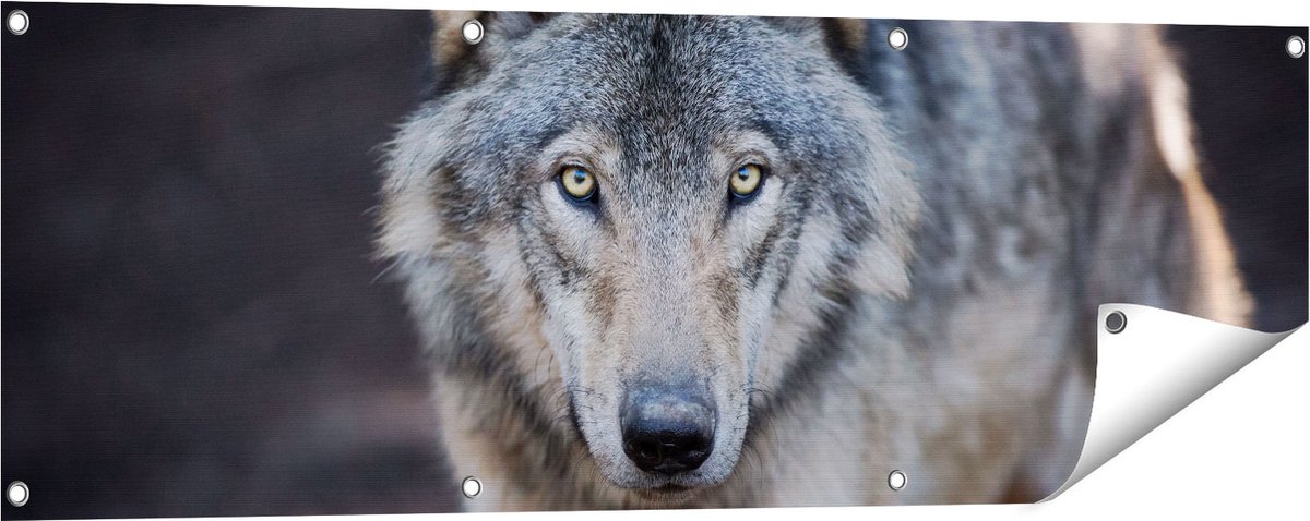Gards Tuinposter Wolvenkop - Grijze Wolf - 120x40 cm - Tuindoek - Tuindecoratie - Wanddecoratie buiten - Tuinschilderij Multikleur