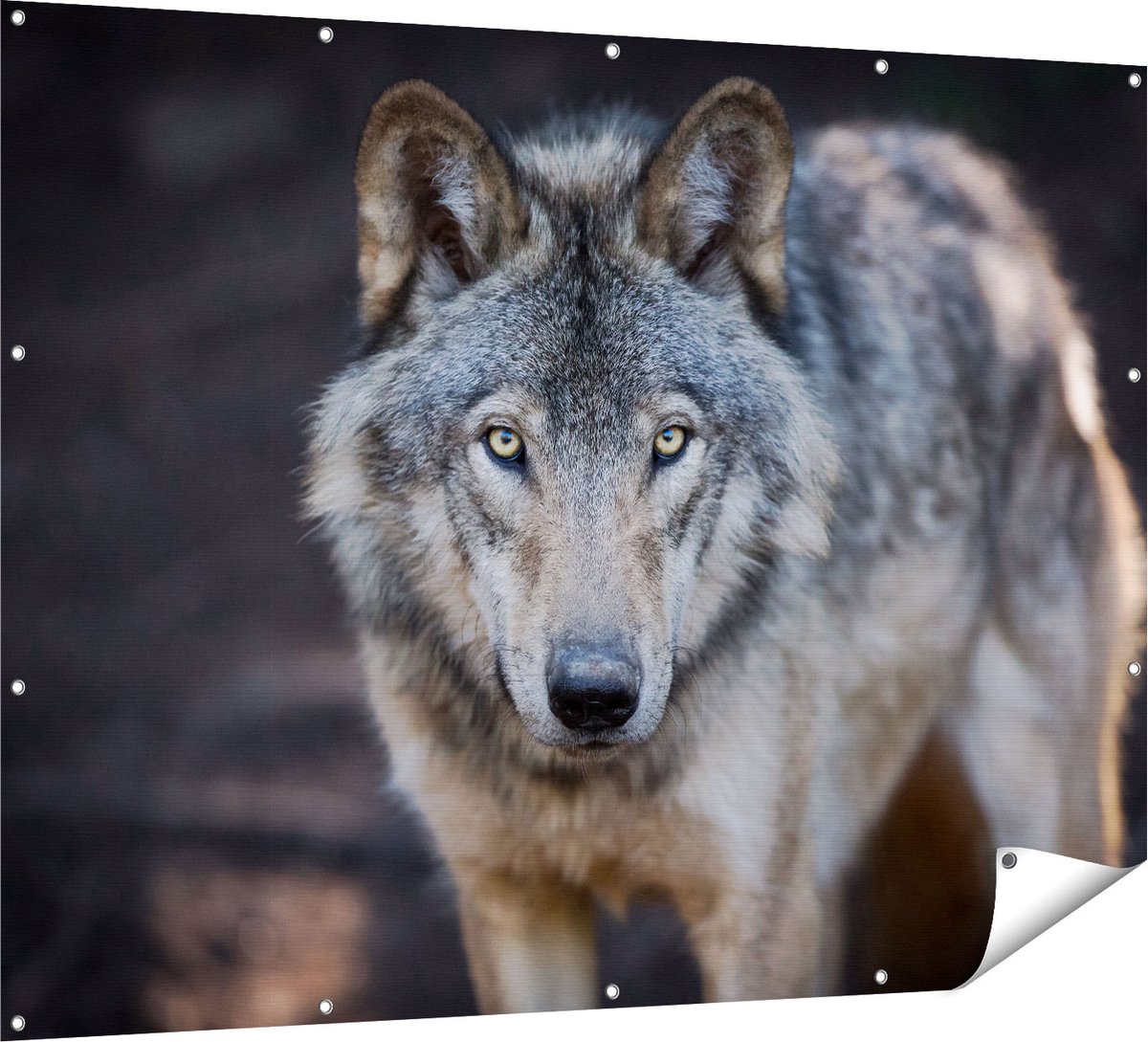 Gards Tuinposter Wolvenkop - Grijze Wolf - 160x120 cm - Tuindoek - Tuindecoratie - Wanddecoratie buiten - Tuinschilderij Multikleur