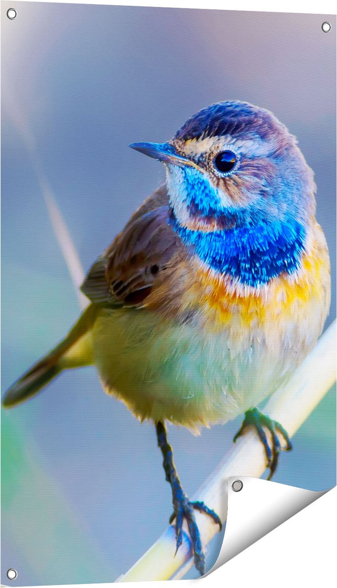 Gards Tuinposter Kleurrijke Blauwborst Vogel op een Tak - 60x90 cm - Tuindoek - Tuindecoratie - Wanddecoratie buiten - Tuinschilderij Multikleur